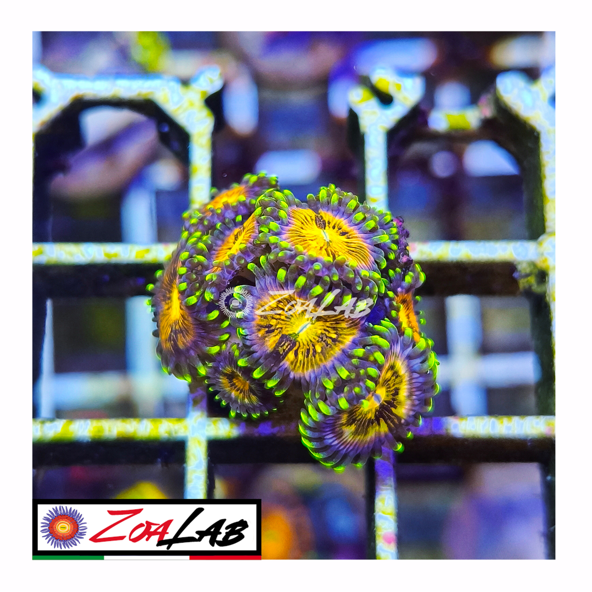 Zoanthus nirvana