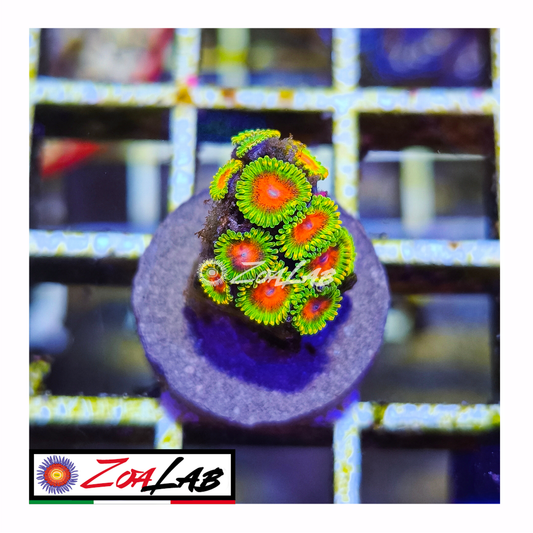 Zoanthus awesome blossom