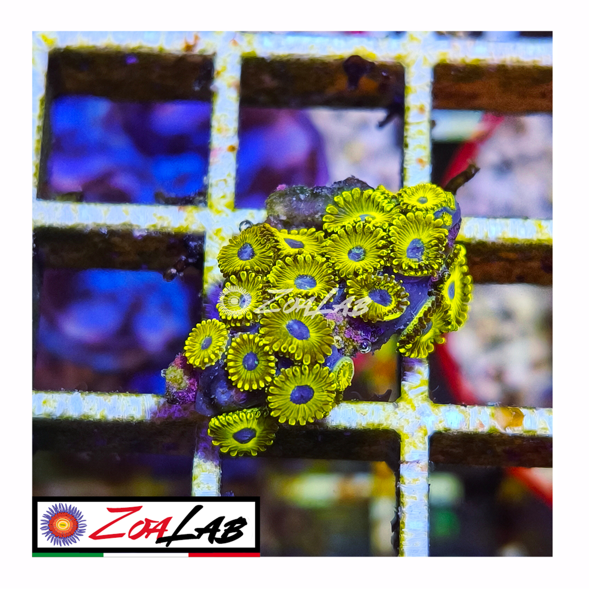 Zoanthus Golden Hornets