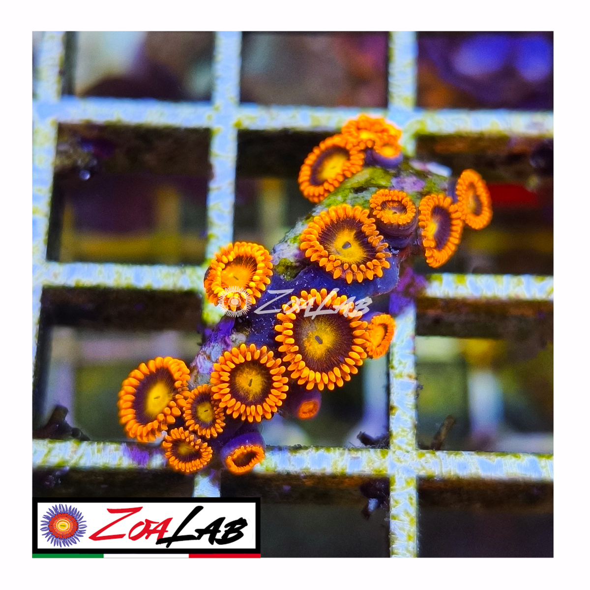 Zoanthus bam bam
