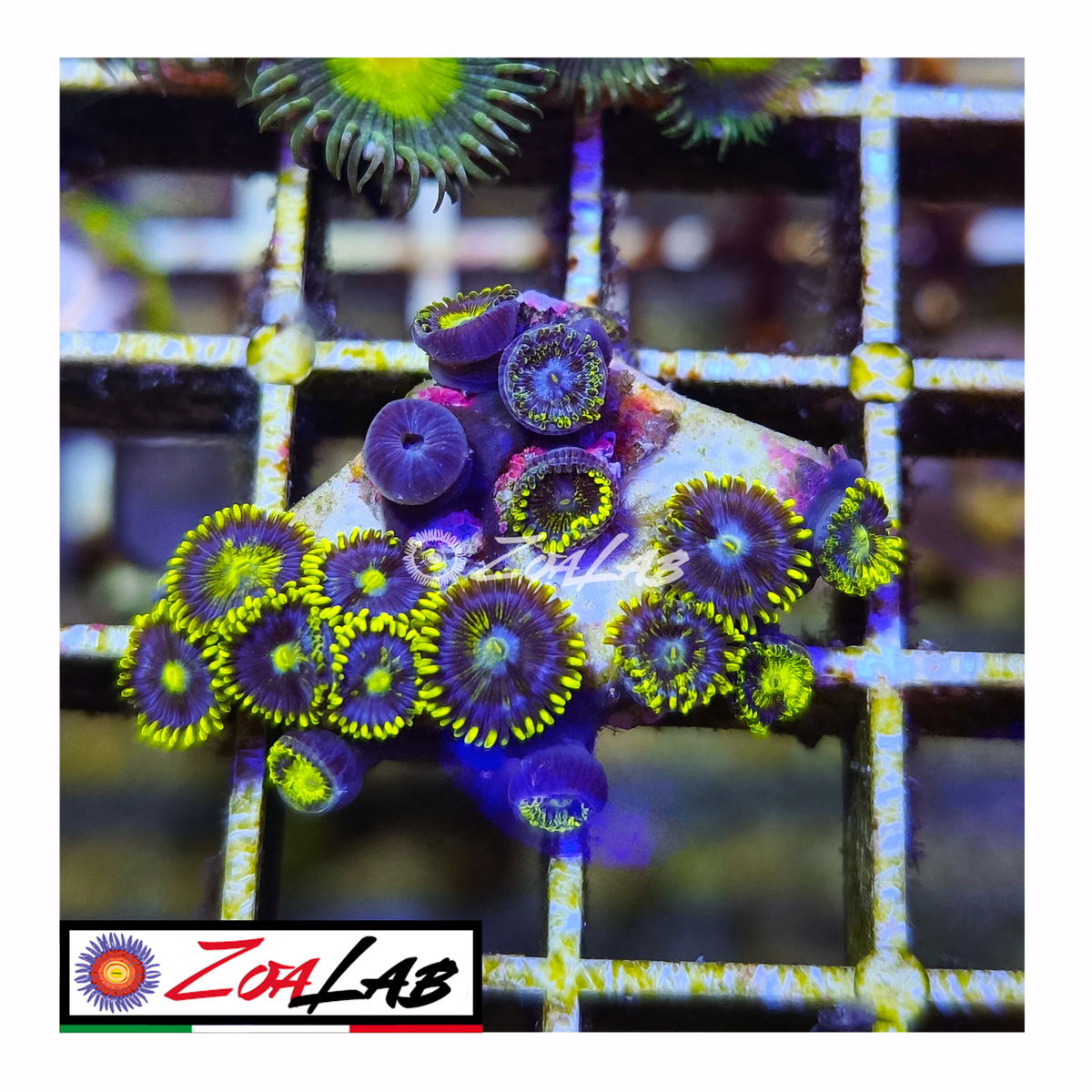 Zoanthus grafted Blue berry pie