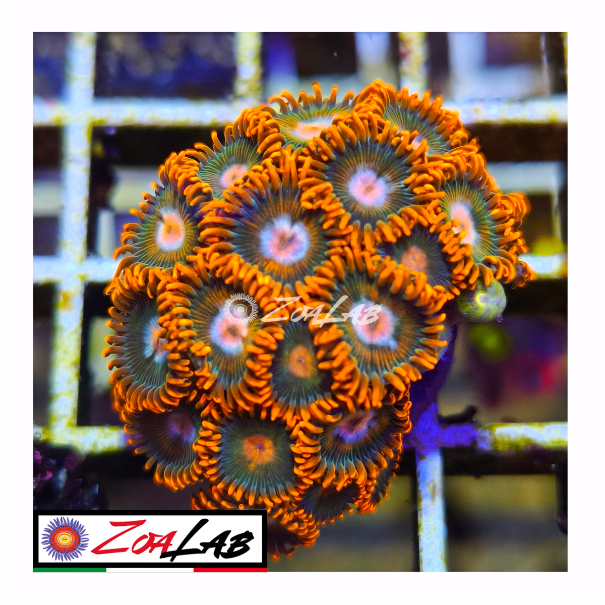 Zoanthus Gatorade