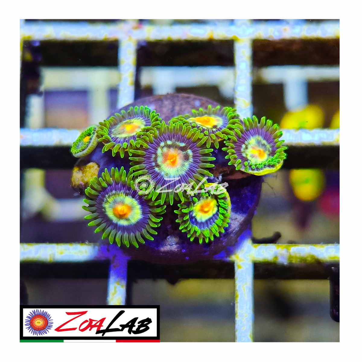 Zoanthus stargratz