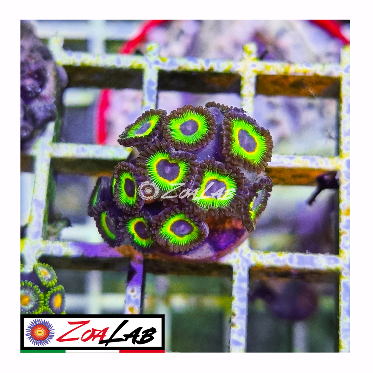 Zoanthus rasta cousins