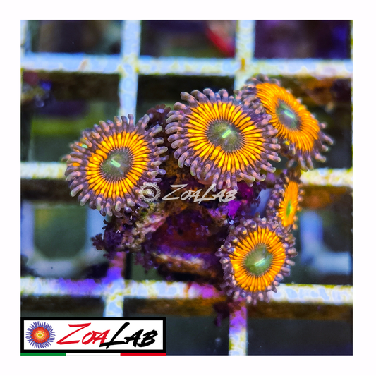 Zoanthus Armageddon