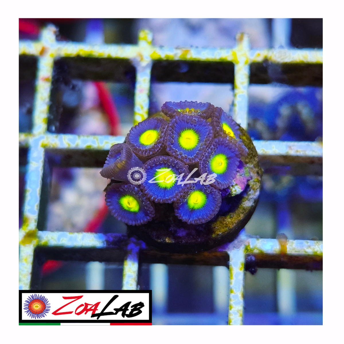 Zoanthus AOI