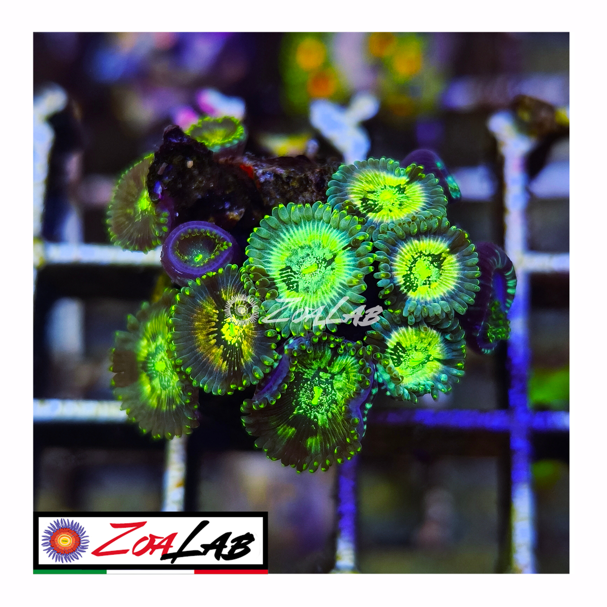 Zoanthus Hawaiian Ding dang