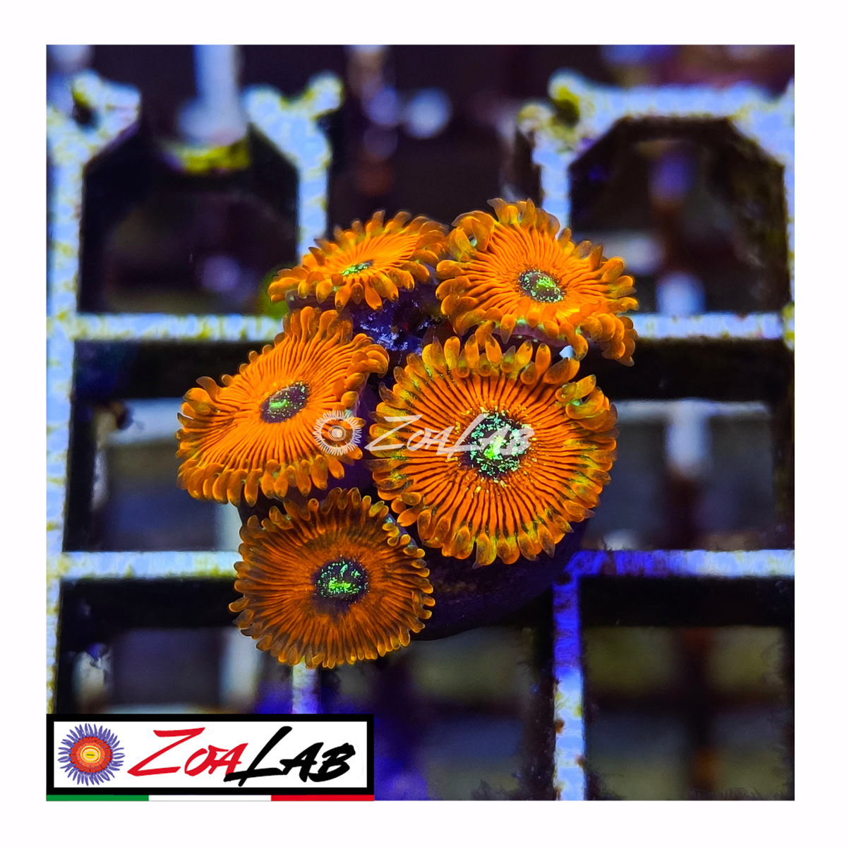 Zoanthus salted agave