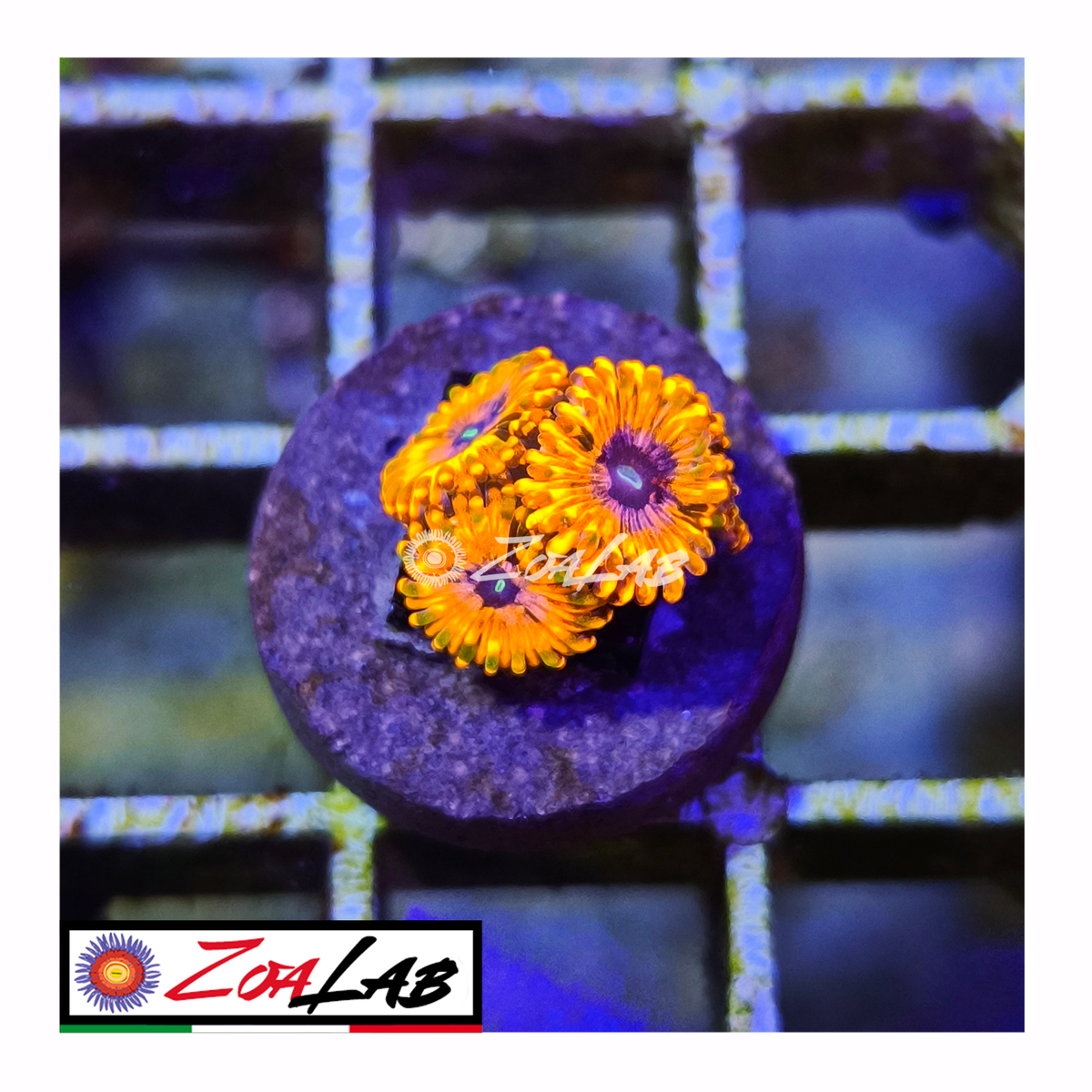Zoanthus utter Chaos