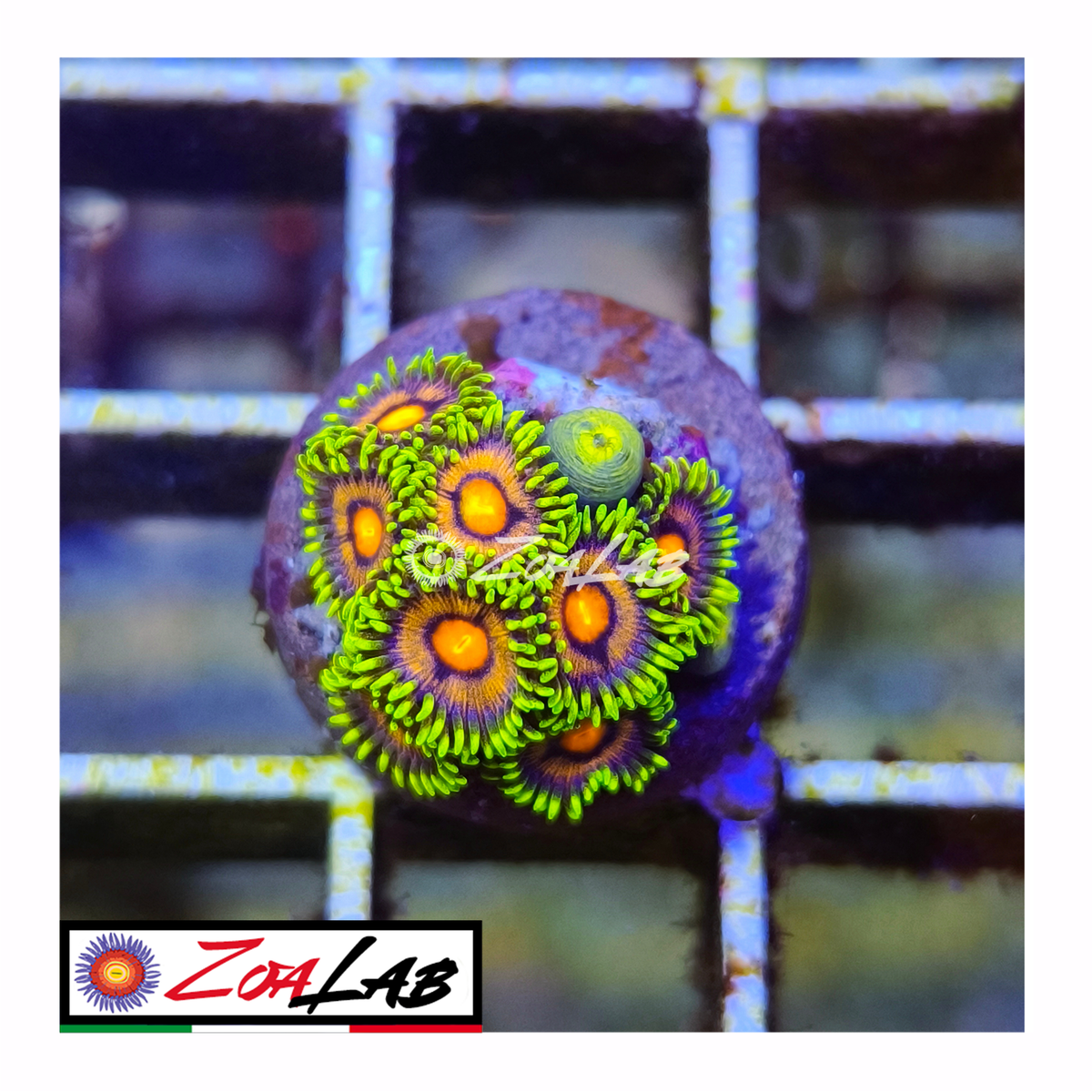 Zoanthus Blue daisy