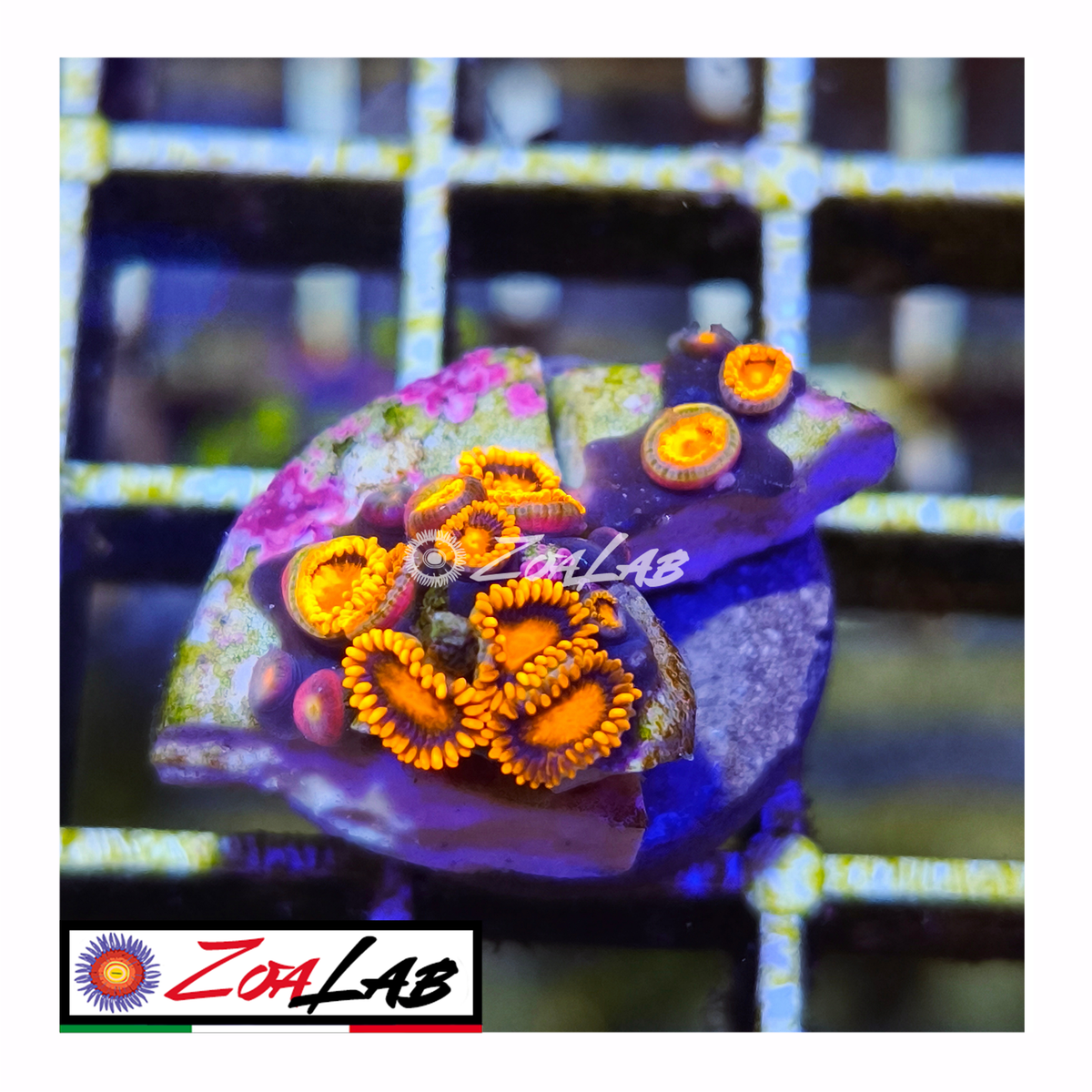 Zoanthus bam bam