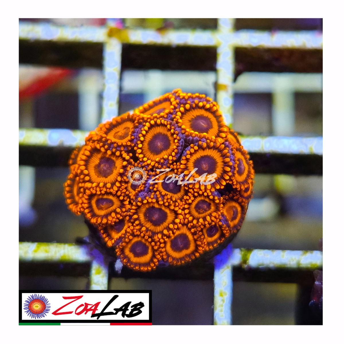 Zoanthus Red oxides