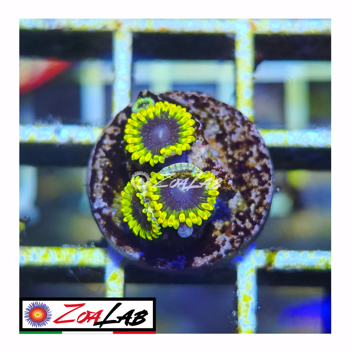 Zoanthus tantrum