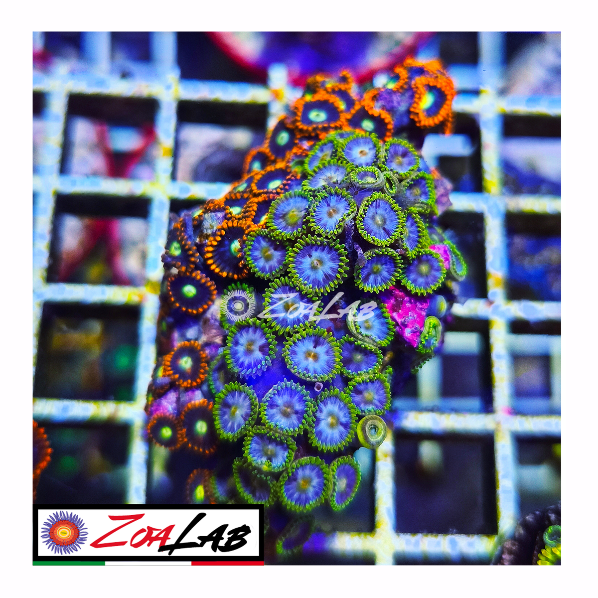 Zoanthus spiderman mix