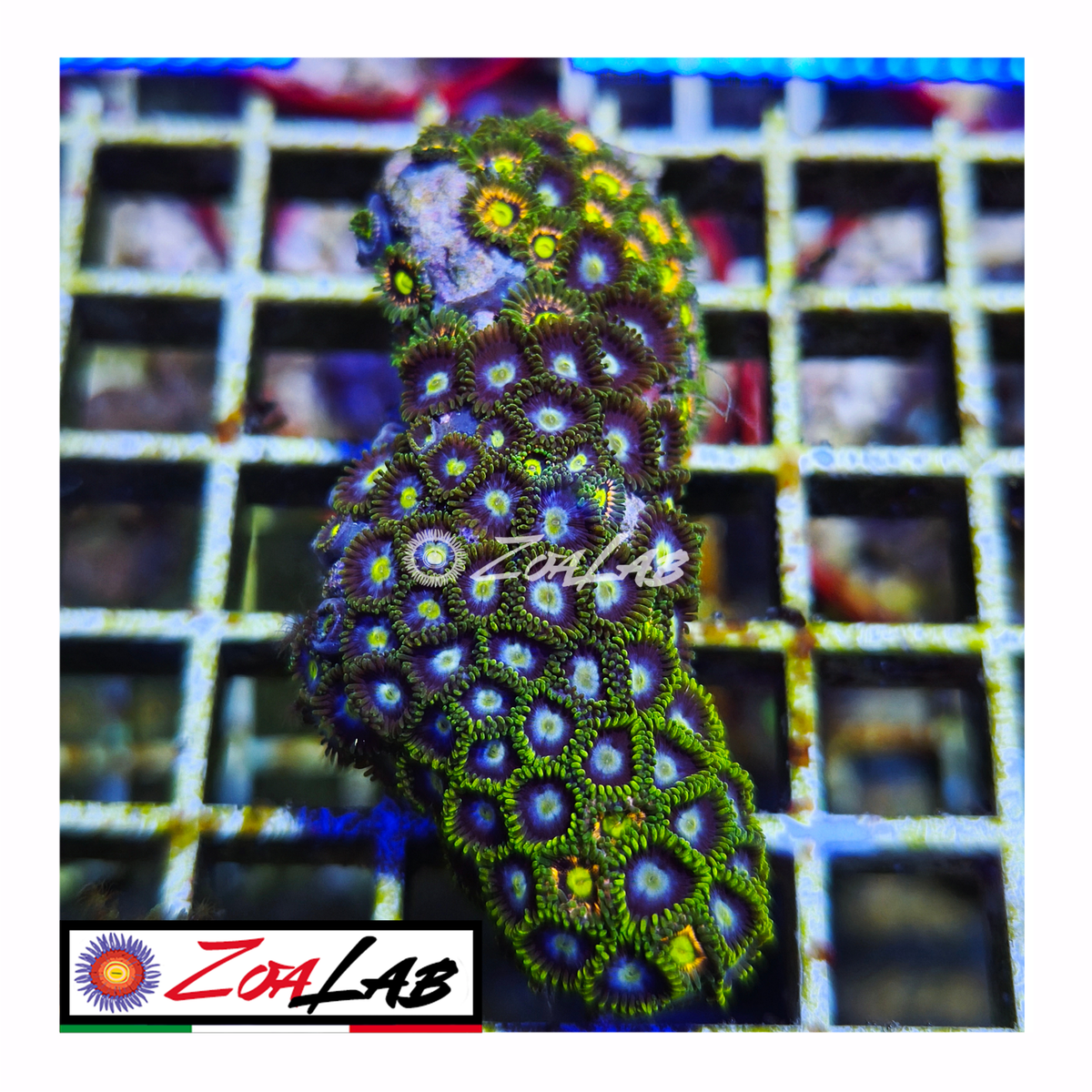 Zoanthus pops mix