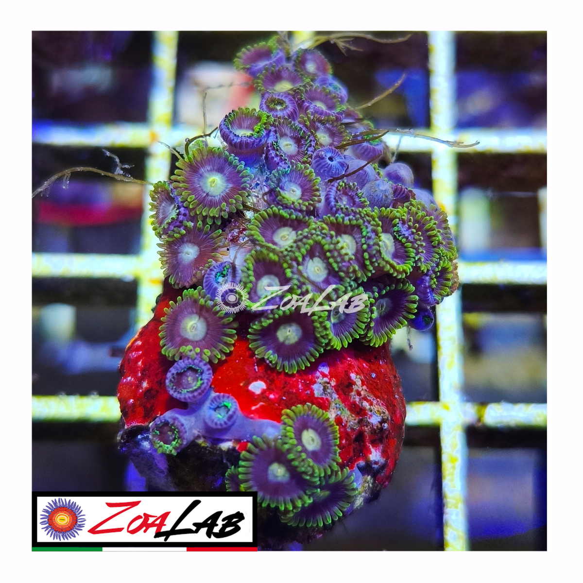 Zoanthus Blue sp