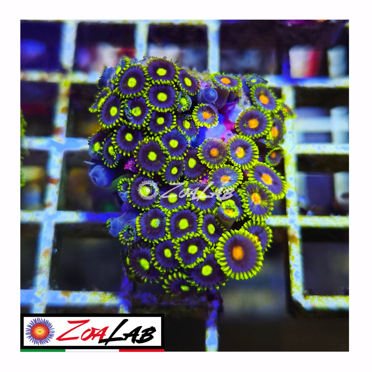 Zoanthus Blue berry pie mix