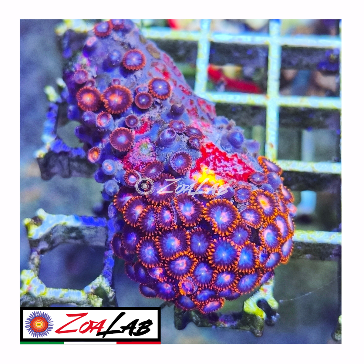 Zoanthus Blue spiderman