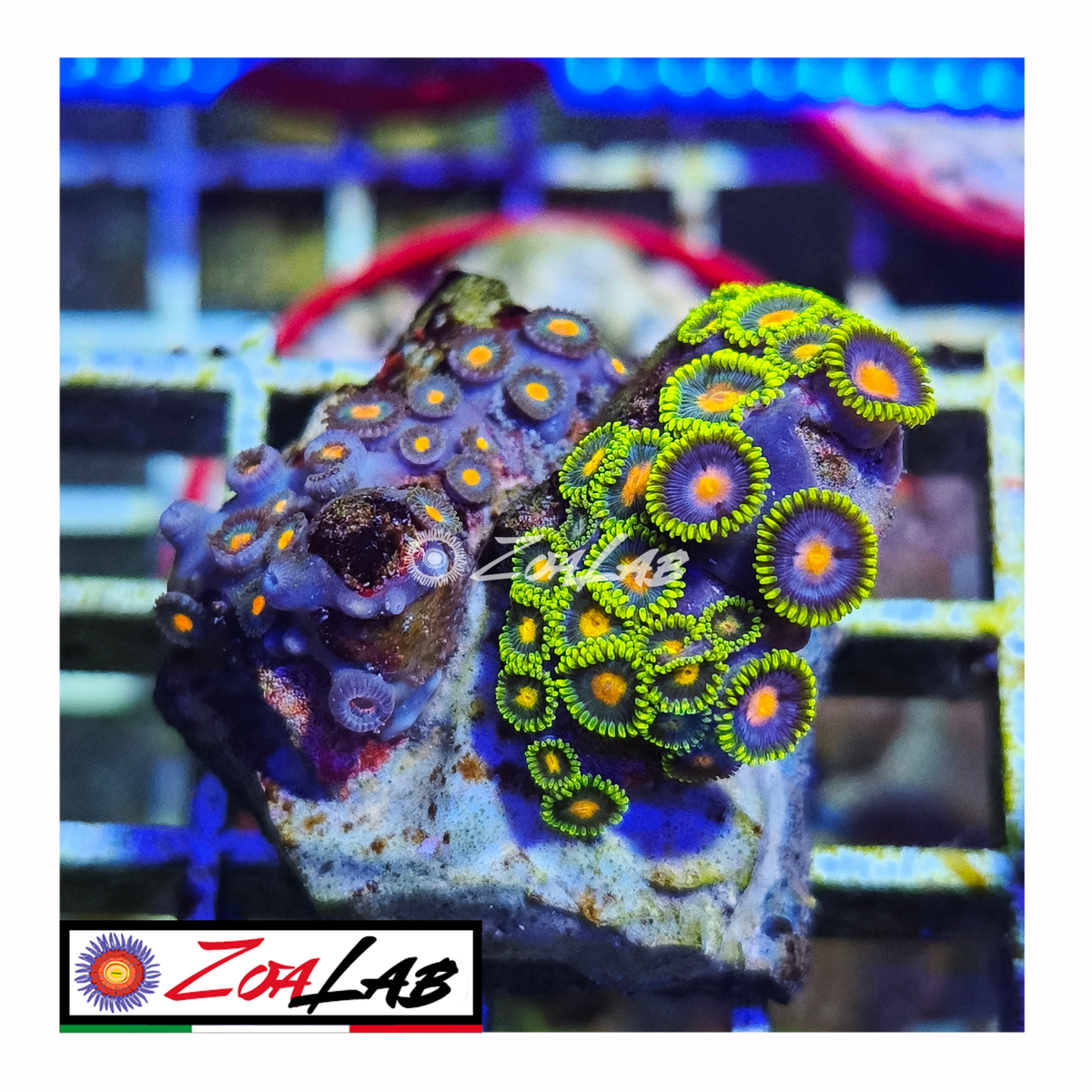 Zoanthus mix