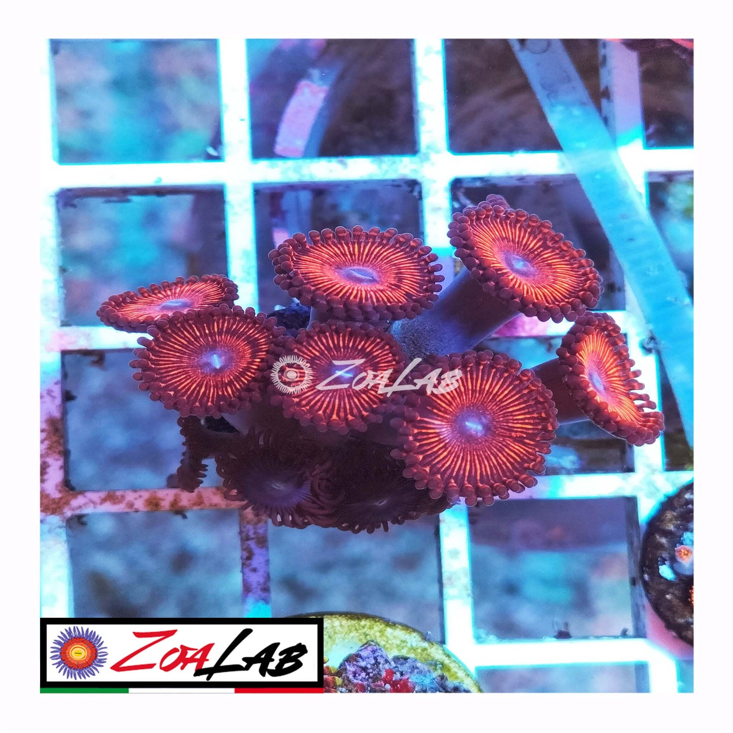 zoa armor of god