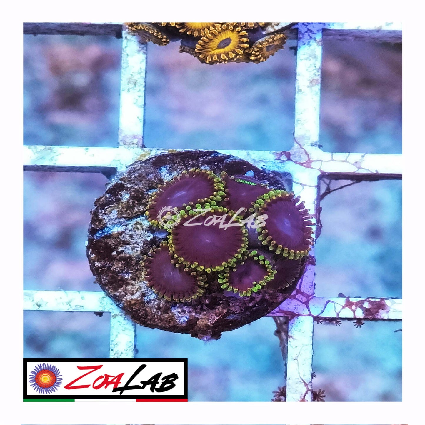 Zoa black hole