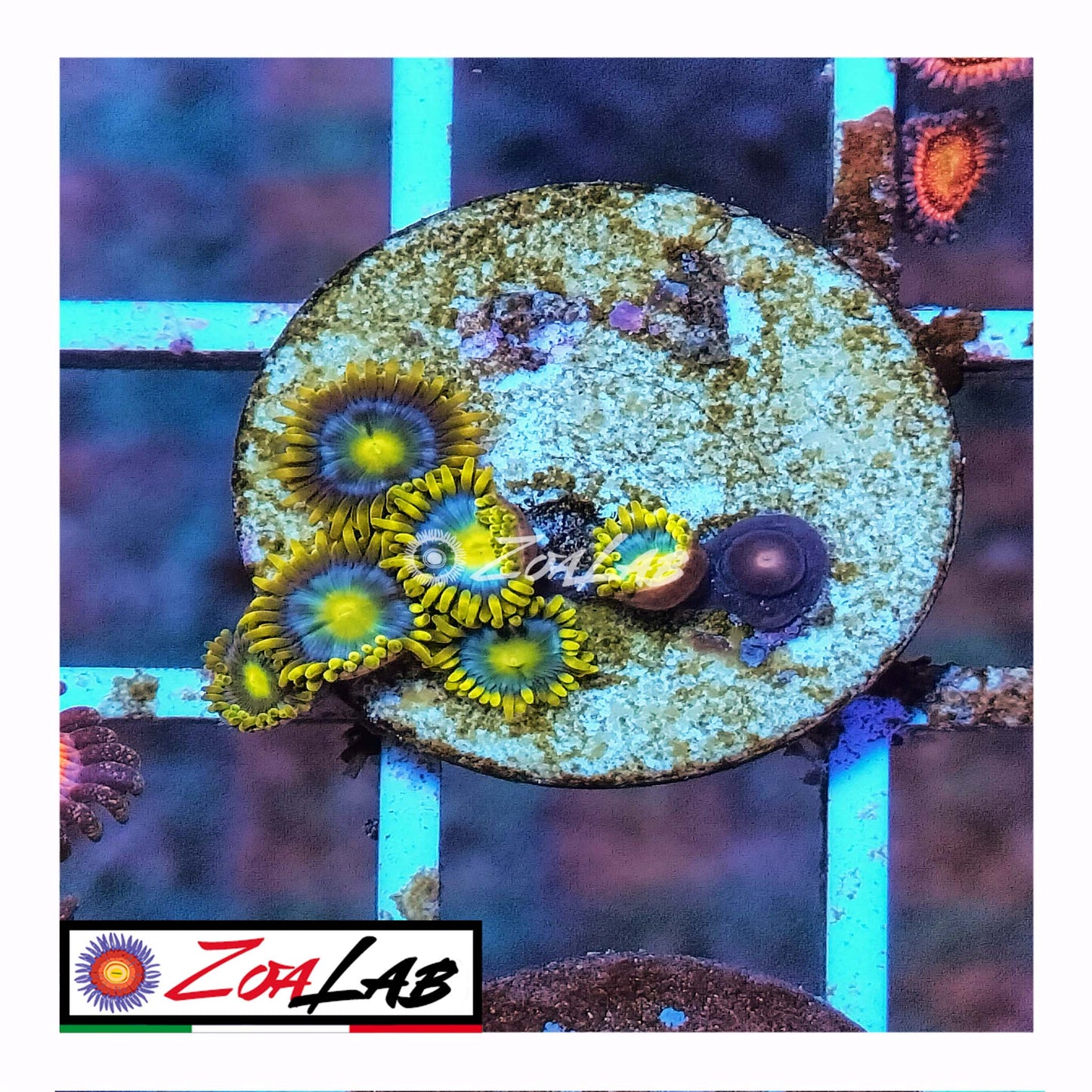 zoa blu berry pie ultra
