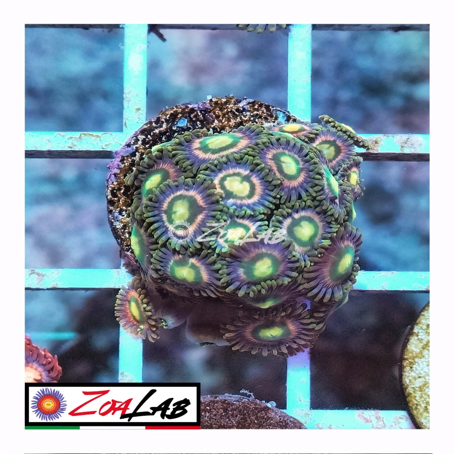 zoa sp