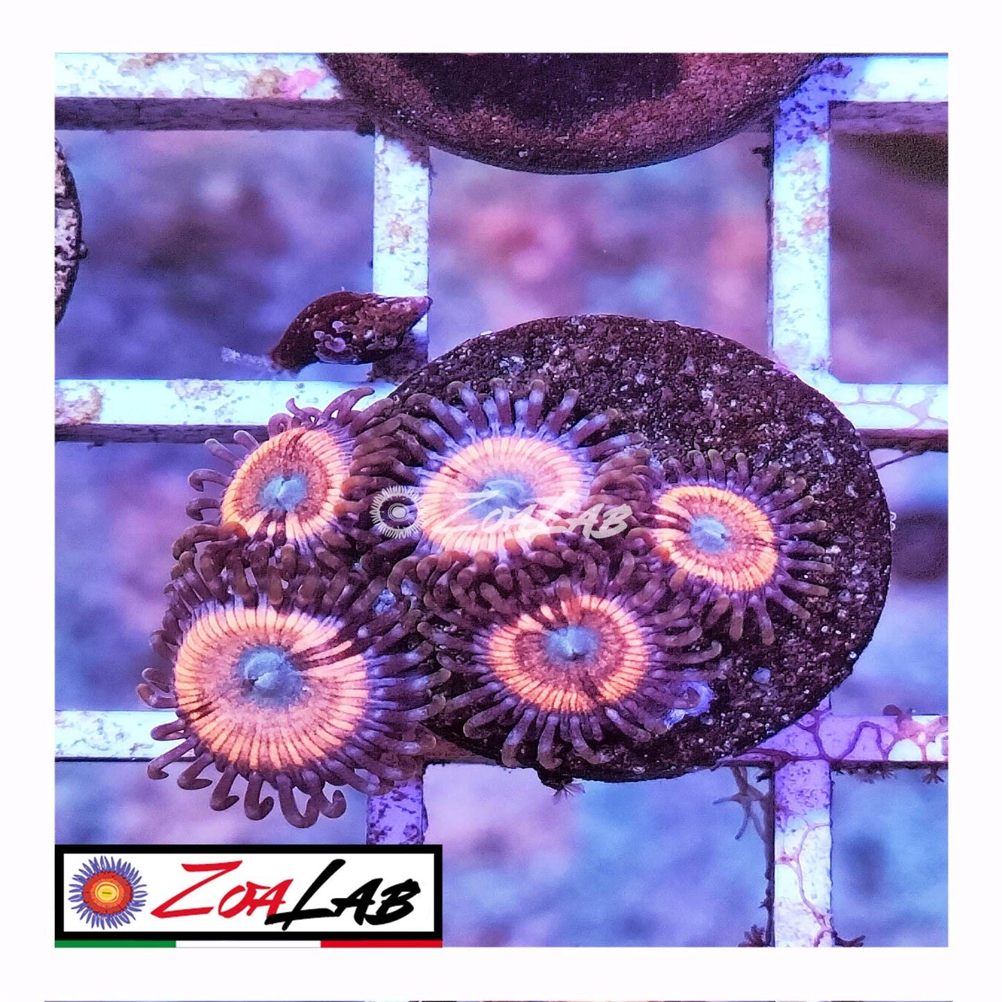 zoa petroglyph