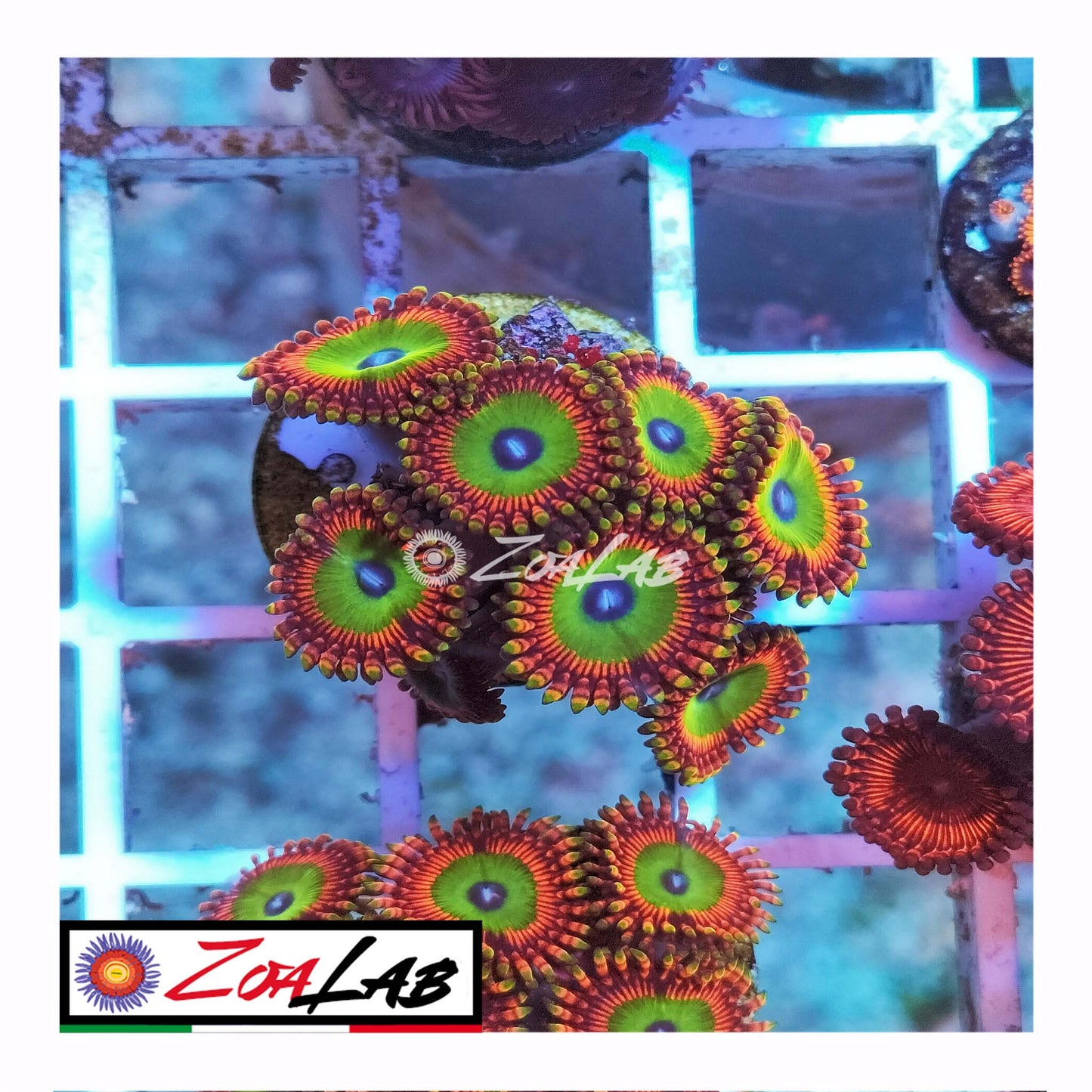 zoa bowser