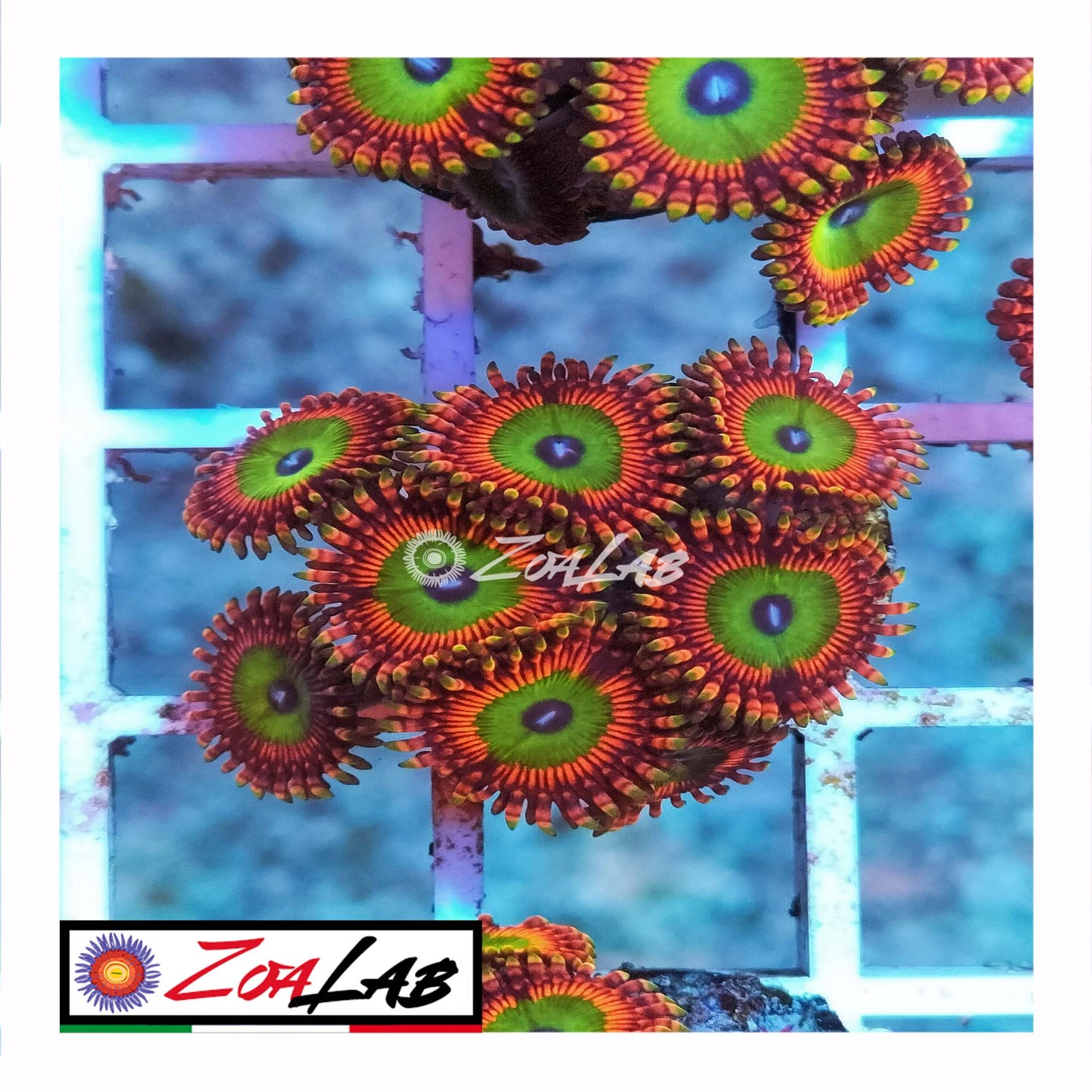 zoa bowser