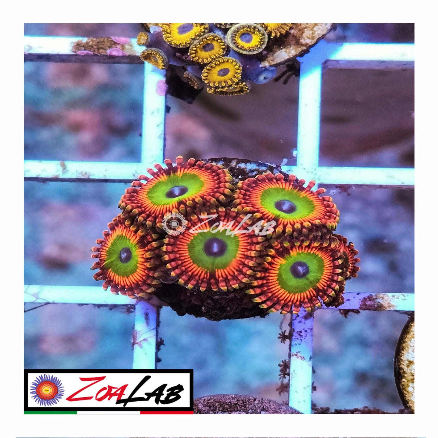 zoa bowser