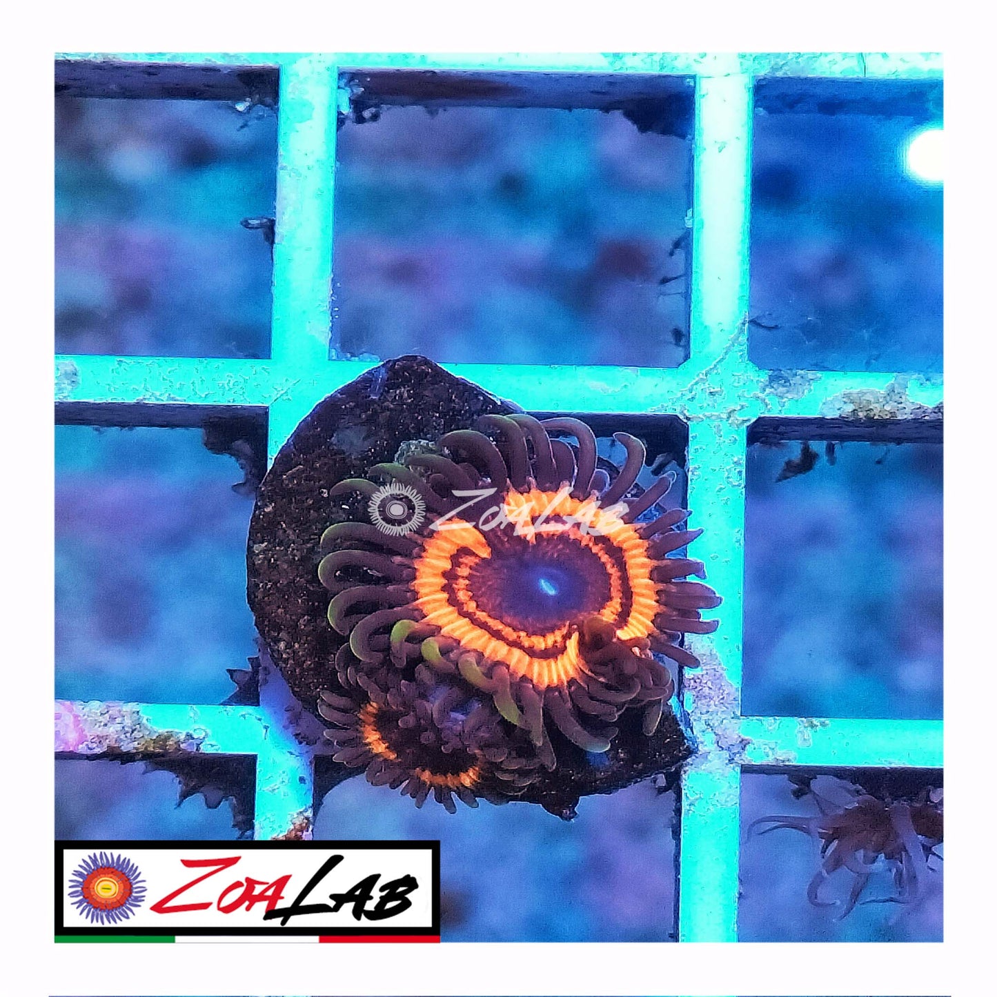 zoa citrus cooler orange morph