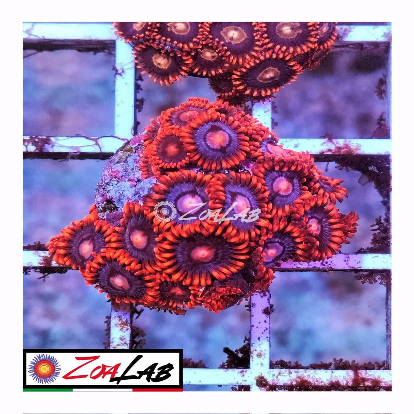 zoa superman