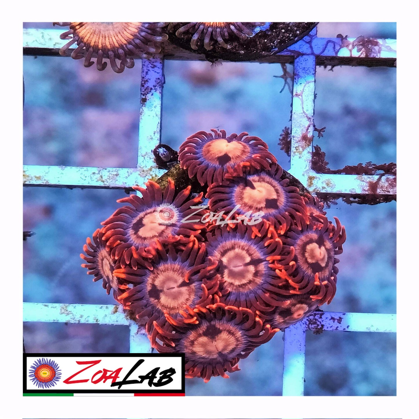 zoa spiderman
