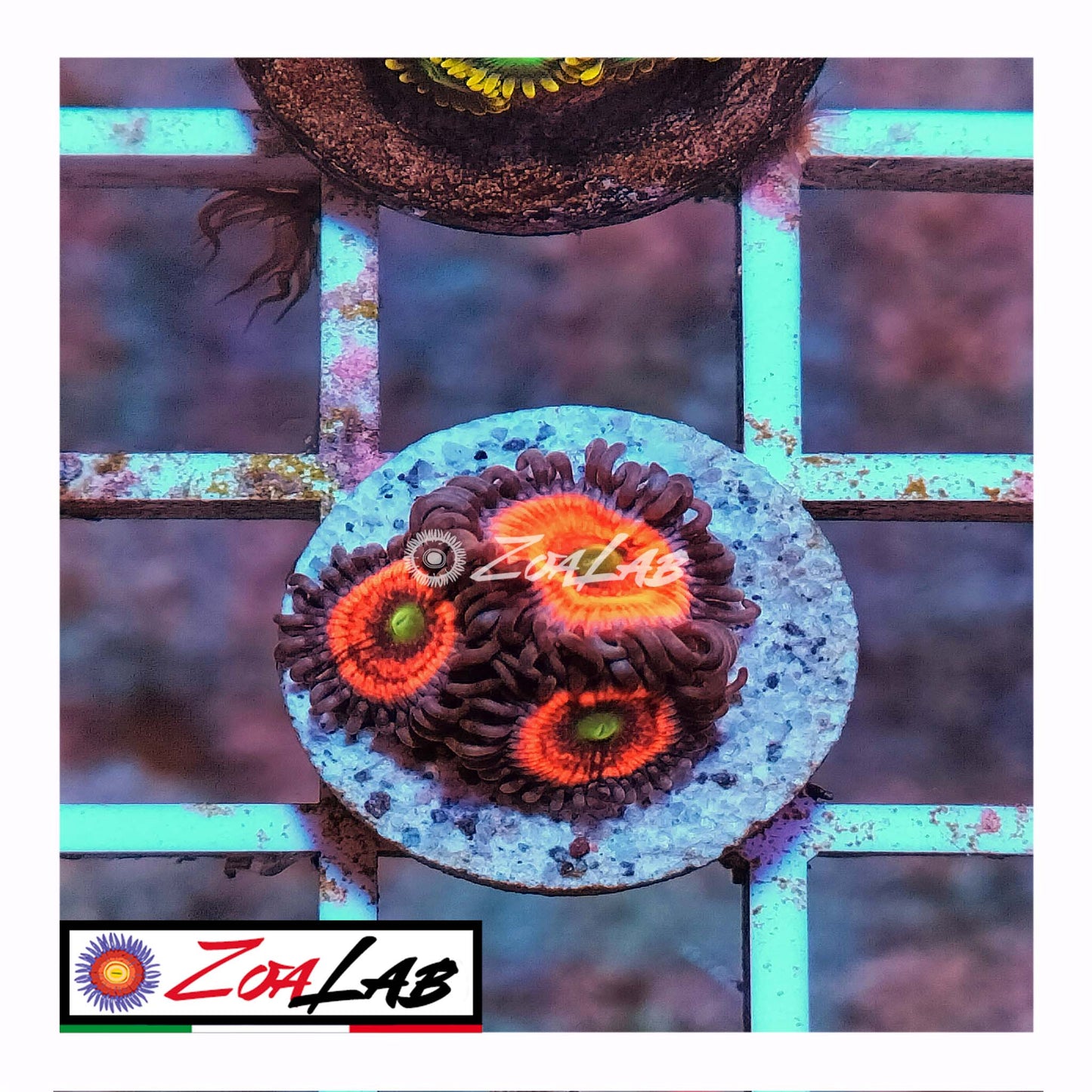 zoa gobstoppers