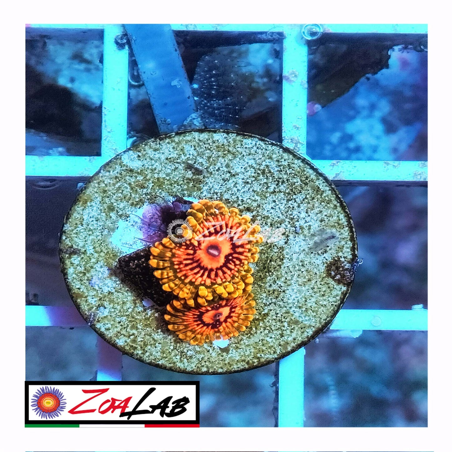 zoa gmk