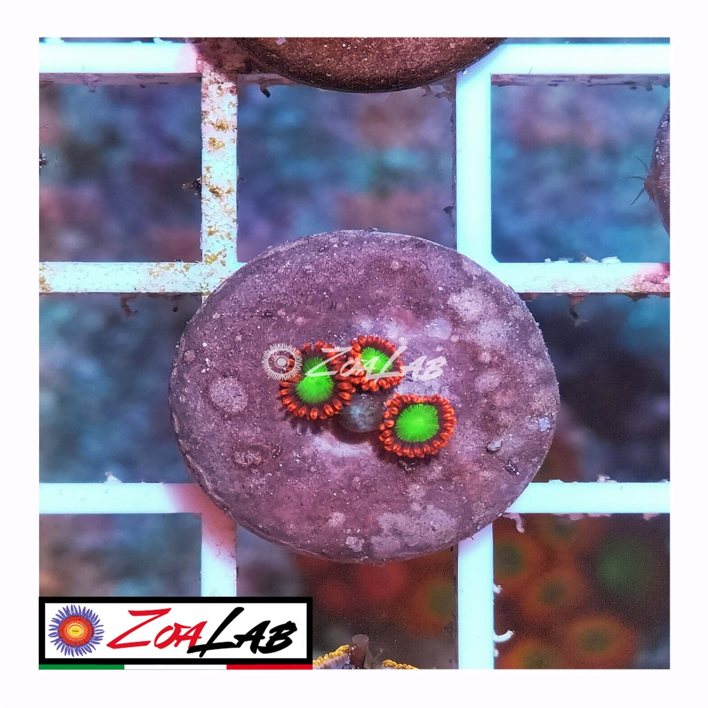 zoa goblin fire