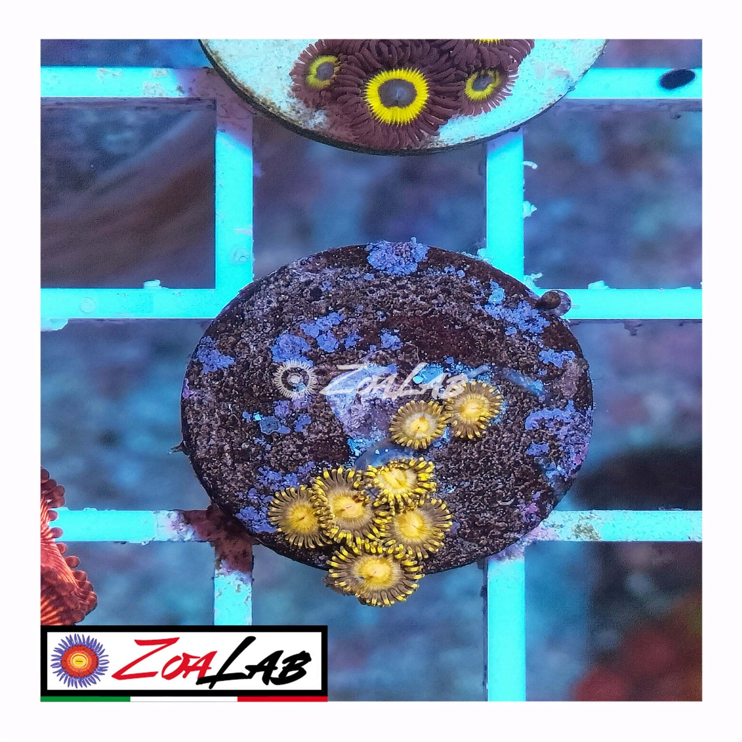 zoa 24 kt