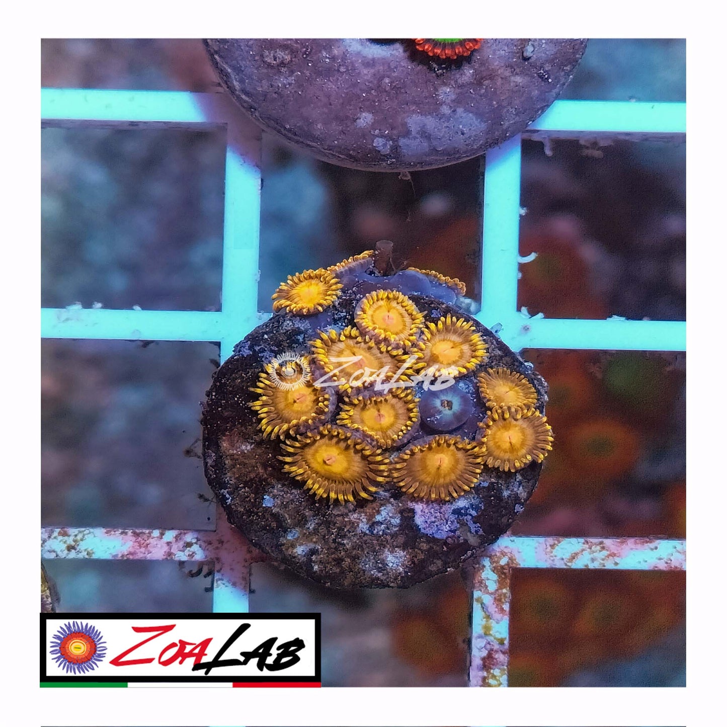zoa 24 kt