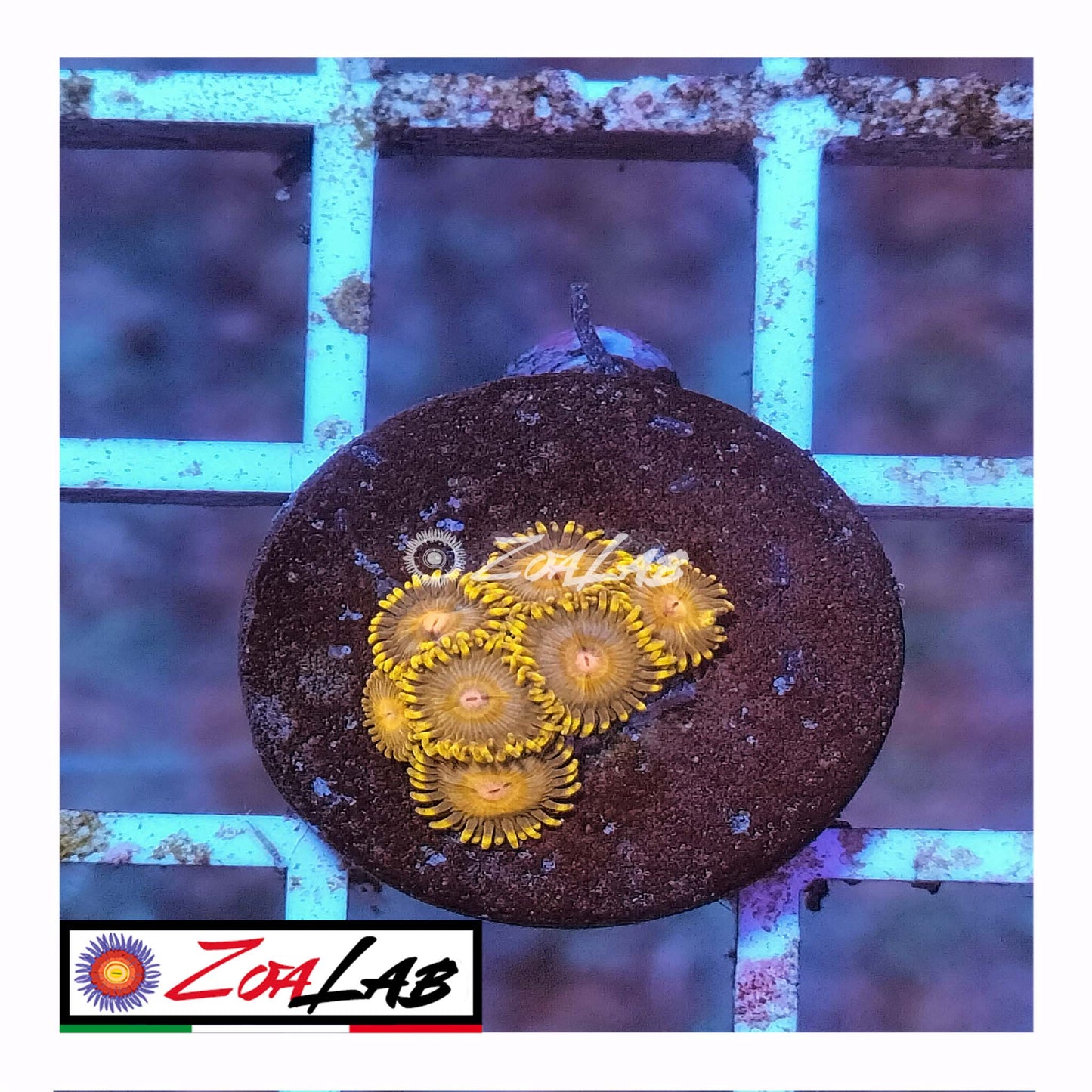 zoa 24 kt