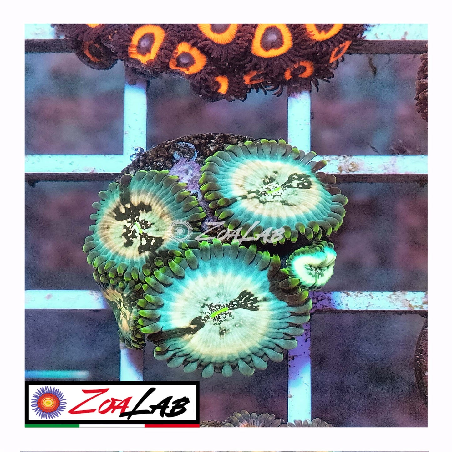 zoa hawaiian