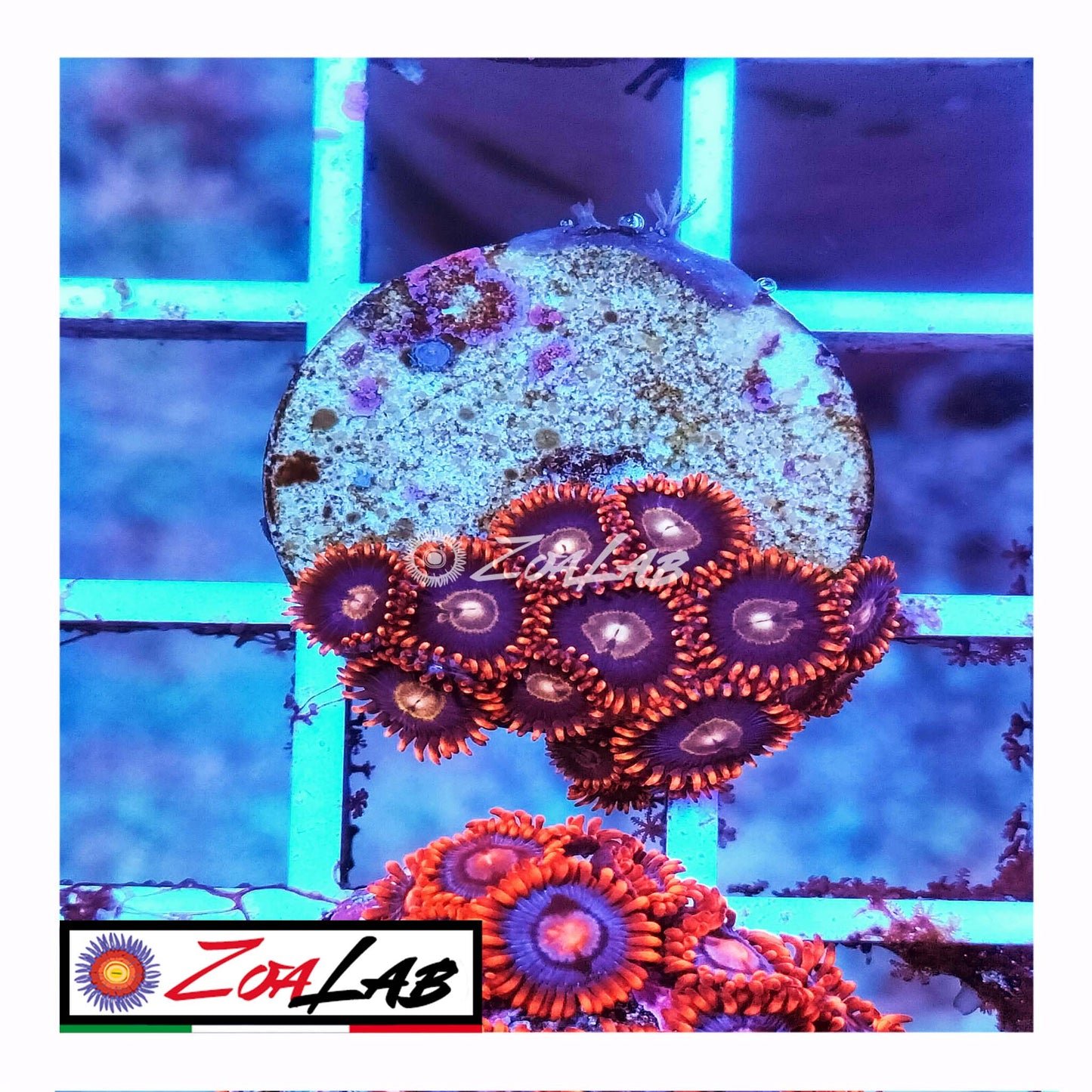 zoa rainbow hornets