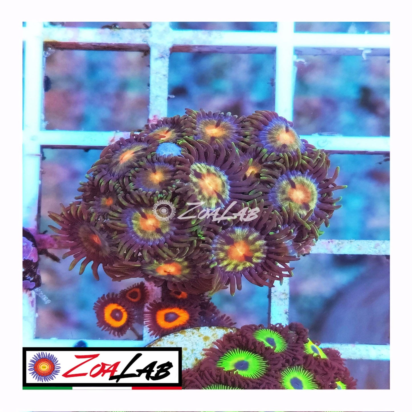 zoa sun flower