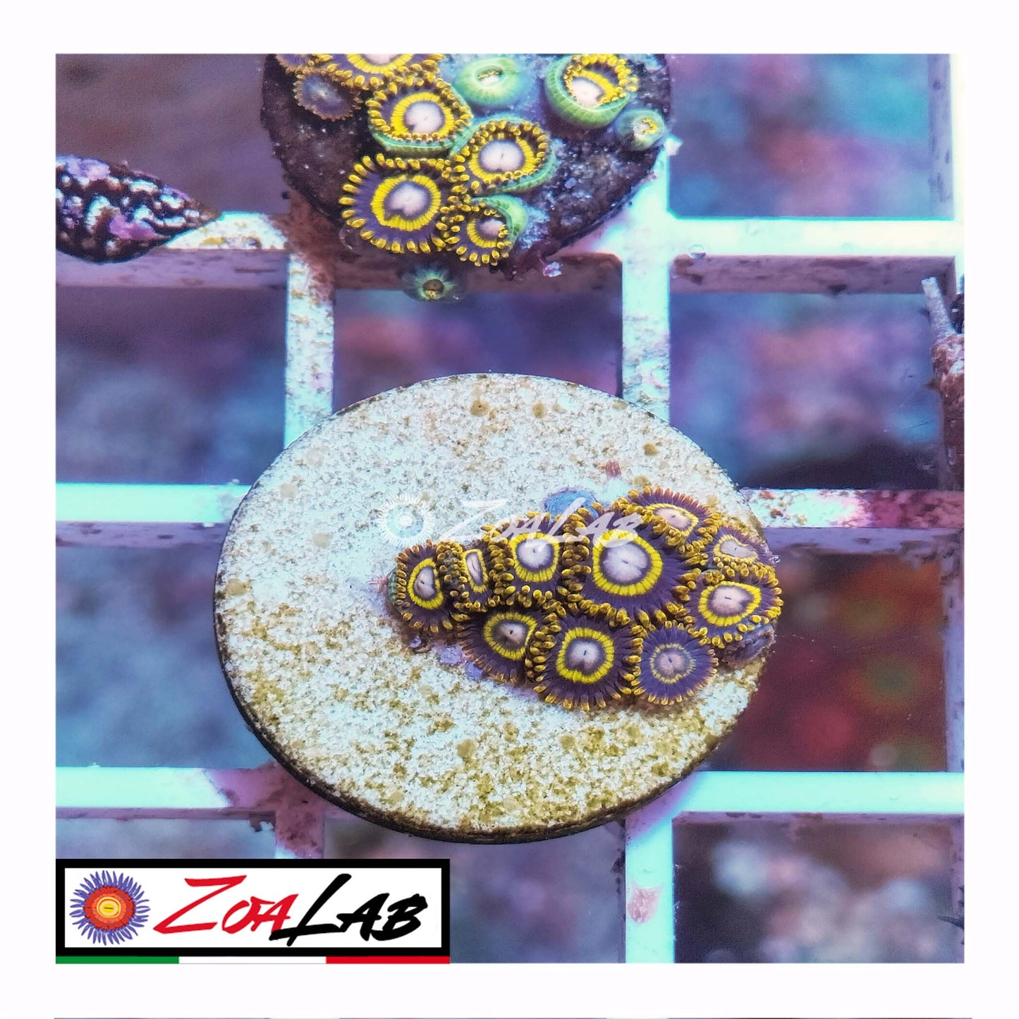 zoa jailbrek