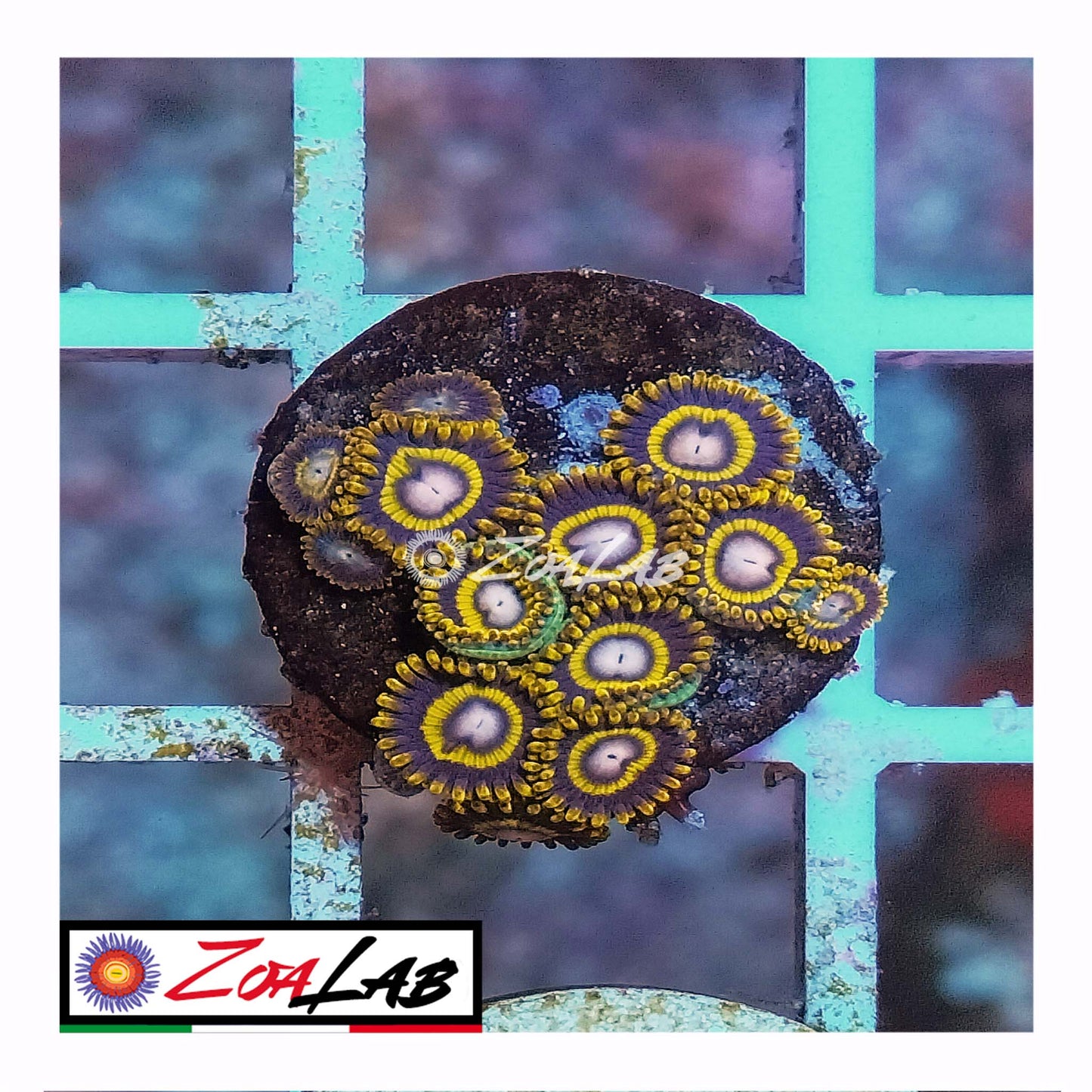 zoa jailbreak