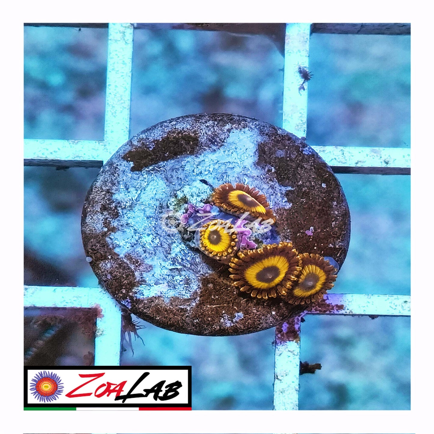 zoa lakers
