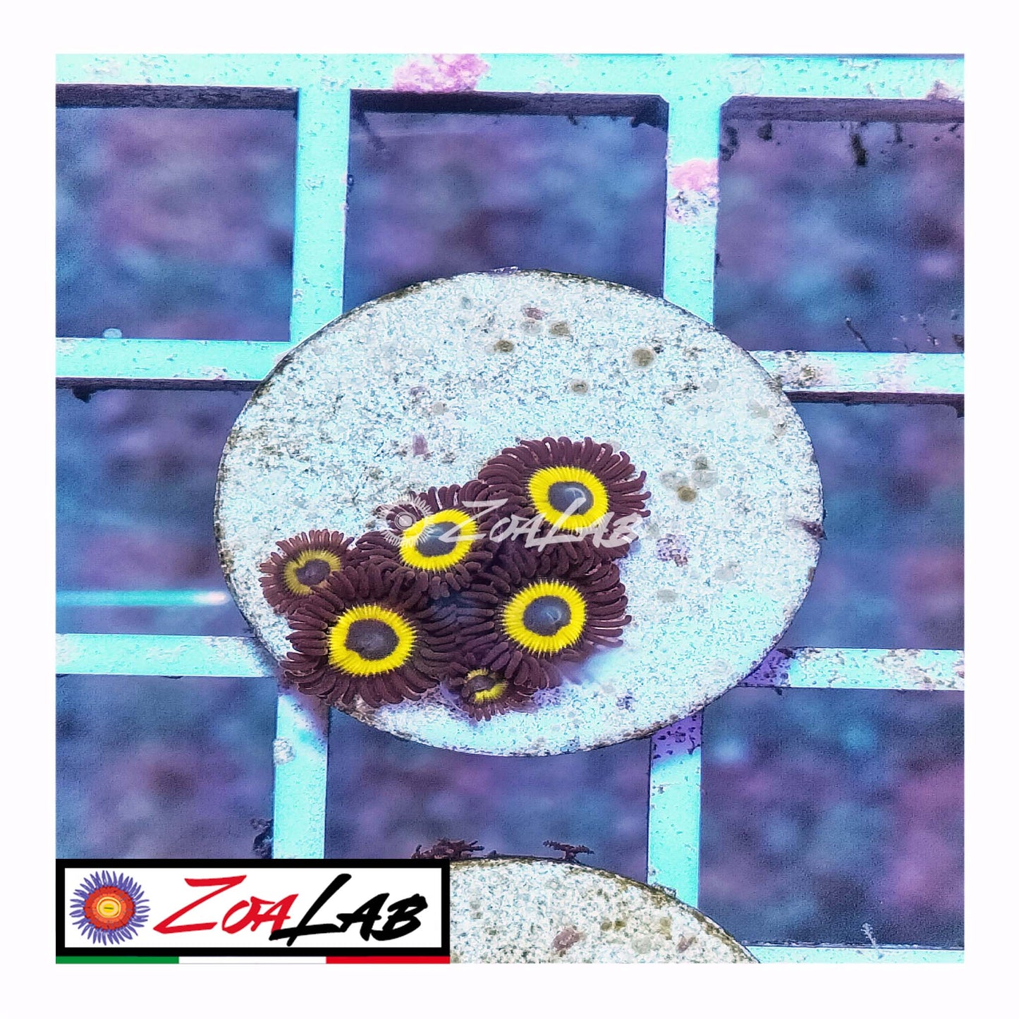 zoa pumpkin yellow morph