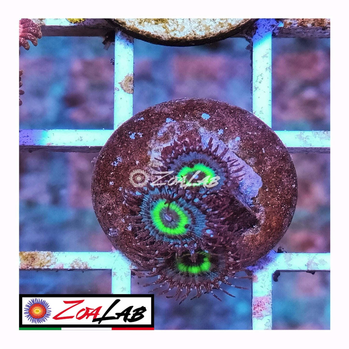 zoa macaw