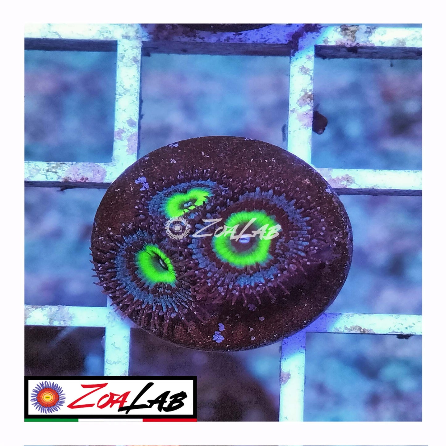 zoa macaw