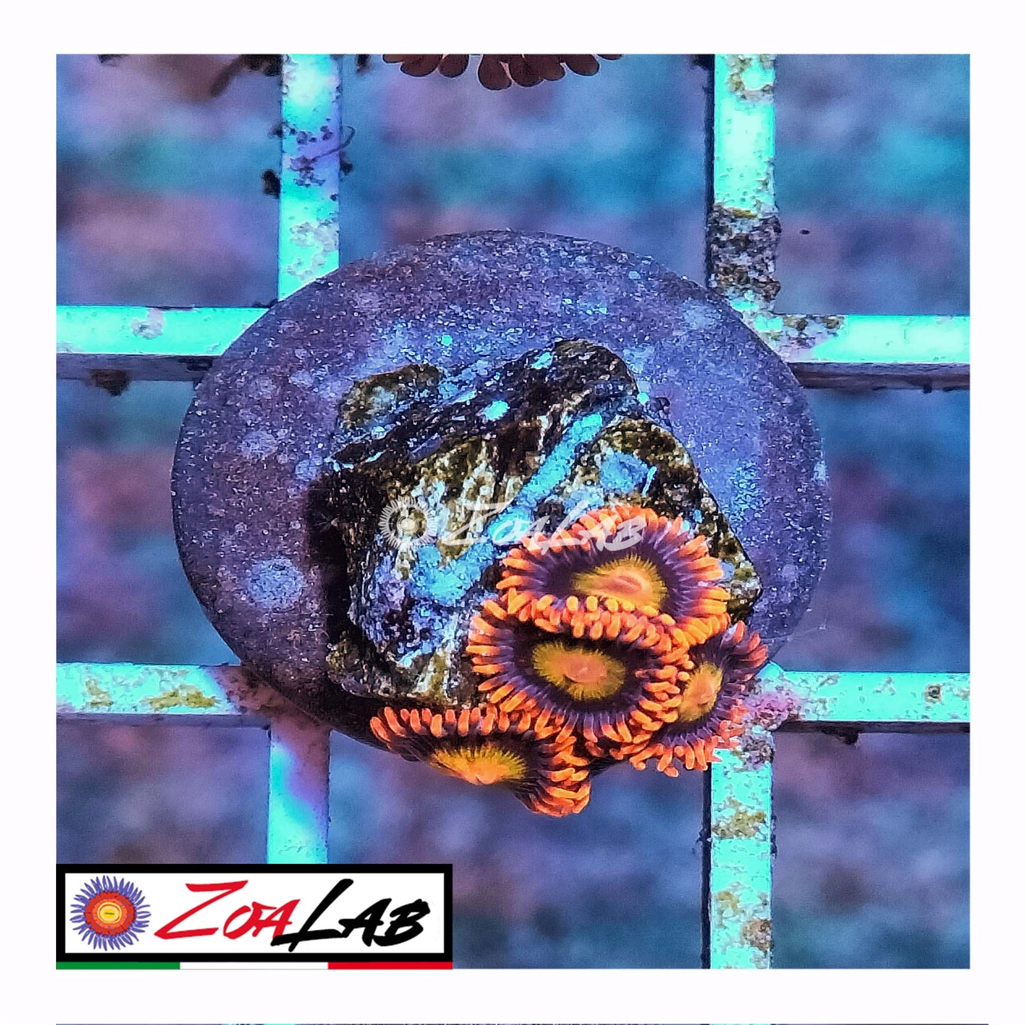 zoa orange mandarine